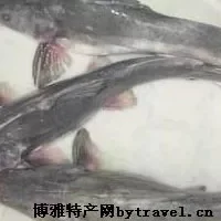峡江鮰鱼