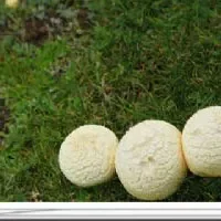 刚察黄蘑菇