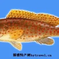 嵊泗石斑鱼