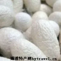 东台蚕茧