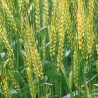 泸州软质小麦