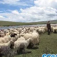 石渠藏系绵羊