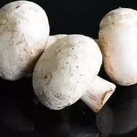 白色双孢菇