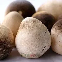 金湖蘑菇