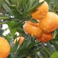 黄沙坞柑橘