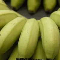 徐闻香蕉