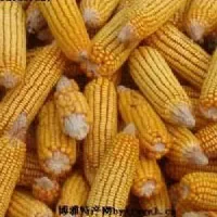 海东地区特早熟玉米