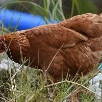 肉食鸡