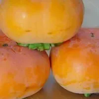 保山甜柿
