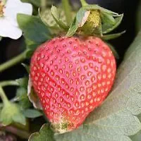 西山草莓