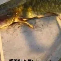 黄河鲶鱼