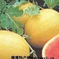 黄皮西瓜