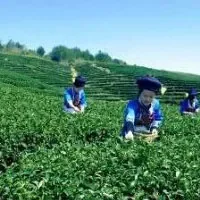 奎文阁茶叶