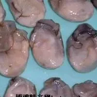 海蛎子