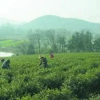 沼山茶叶