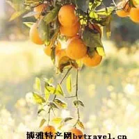 广西柑橙