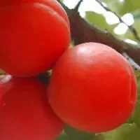 串枝红杏