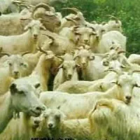 岫岩绒山羊