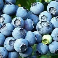 安图蓝莓