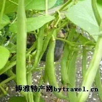 九节鞭菜豆