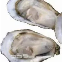 霞美牡蛎