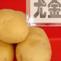 克山马铃薯