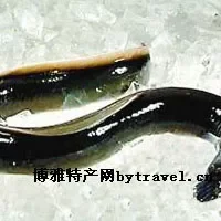 台山鳗鱼