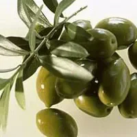 达州油橄榄