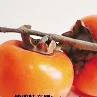 安溪油柿