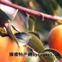 四龙庙牛心柿