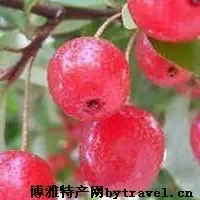 名贵中药“吴茱萸”