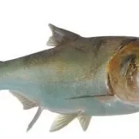 大黄堡鲢鱼