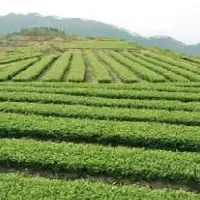 火田大茂山茶