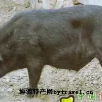 迪庆藏猪