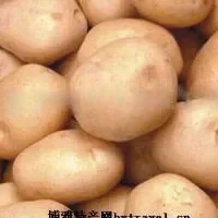新泰宫里土豆