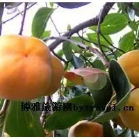 北京大磨盘柿