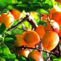 喀什甜杏