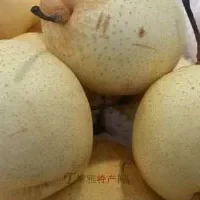 绥中白梨