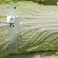 酉阳大白菜