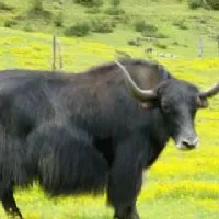 玛曲牦牛