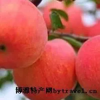 枣强红富士苹果