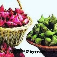 邵伯菱