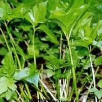 黑里河山野菜