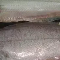 汪子岛鳎麻鱼