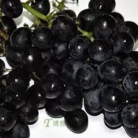 宣化葡萄