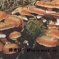 西丰榛蘑