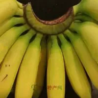 香蕉、大蕉