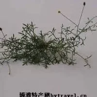 风茹草