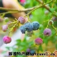 胶南蓝莓