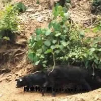 襄阳黑猪